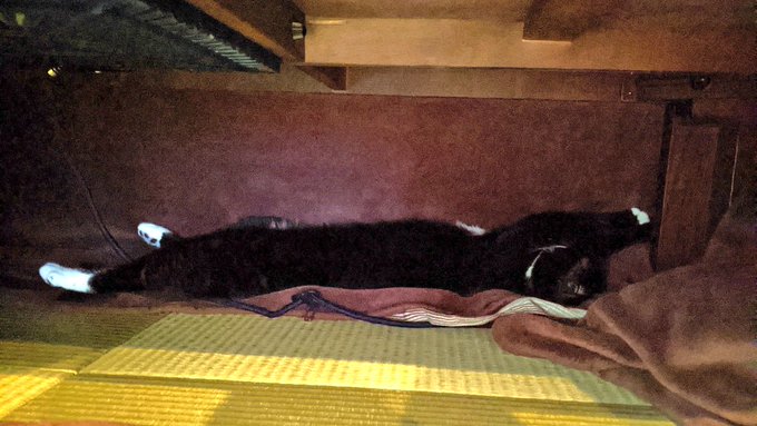 ランチのデリバリー頼んで、お昼寝してるねこがびっくりしないようにピンポン鳴る前に玄関出て、ランチ受け取ってリビングに戻っ ランチのデリバリー頼んで、お昼寝してるねこがびっくりしないようにピンポン鳴る前に玄関出て、ランチ受け取ってリビングに戻っ