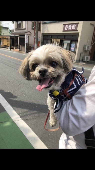 きのうリズちゃんが天国に旅立ちました。そしてきょう最後のお別れしてきました👼あと6日で12歳の誕生日だったのに…1週間前 きのうリズちゃんが天国に旅立ちました。そしてきょう最後のお別れしてきました👼あと6日で12歳の誕生日だったのに…1週間前