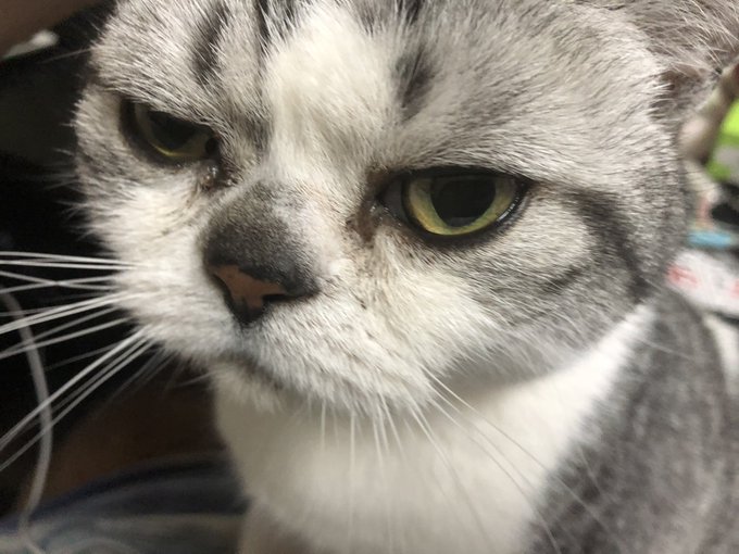 この猫拾って6年だけどそろそろ12歳くらいだから年齢のことを考えると辛くなってくる この猫拾って6年だけどそろそろ12歳くらいだから年齢のことを考えると辛くなってくる