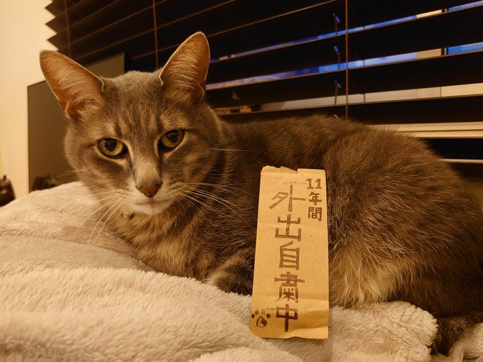 今年12歳になる「めい」オジサンです😸よく國村隼さんに似てると言われます✨Amaz⚫nのダンボール大好きです✨私の好き 今年12歳になる「めい」オジサンです😸よく國村隼さんに似てると言われます✨Amaz⚫nのダンボール大好きです✨私の好き