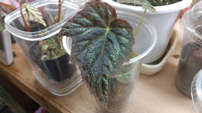 B.レガリア例会で頂いた葉から。順調に育ってきました。#ベゴニア#Begonia B.レガリア例会で頂いた葉から。順調に育ってきました。#ベゴニア#Begonia