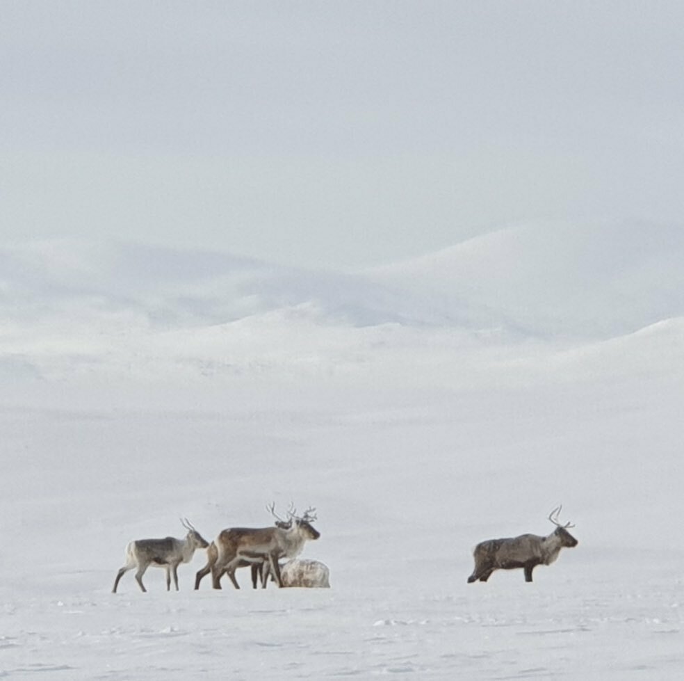 Magi ! #creatingmemories #dadsanddaughters #mothernature #svenskafjällen  