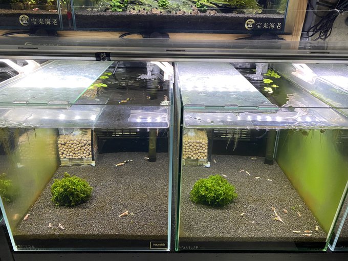 癒しレガリア水槽&レッドゼウス水槽 癒しレガリア水槽&レッドゼウス水槽
