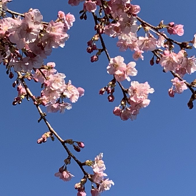 薫り囁き 空心映え 風に載る #俳句 心『空を飛べる城』守り愛ぐっもうにん(^ω^)いつもありがとう🌸🦅茶々画伯🎨🖼📚 薫り囁き 空心映え 風に載る #俳句 心『空を飛べる城』守り愛ぐっもうにん(^ω^)いつもありがとう🌸🦅茶々画伯🎨🖼📚
