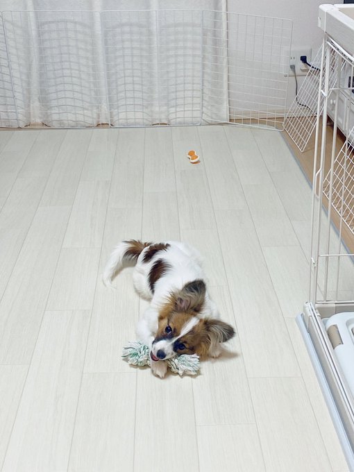 前居たコーギーはピンポンが鳴ると超吠えてた🐶❤️てんちゃんはピンポンが鳴ると二人で目を合わせる🐶👩💕もう生後半年になりま 前居たコーギーはピンポンが鳴ると超吠えてた🐶❤️てんちゃんはピンポンが鳴ると二人で目を合わせる🐶👩💕もう生後半年になりま