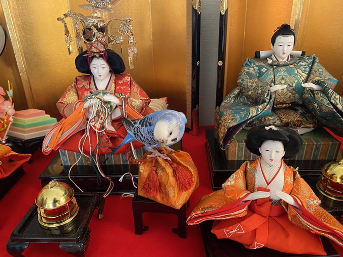 皆さんおはようございます!本日は #ひなまつり ですね🎎🌸私ゆまが飼っているインコのるるも、朝からひな壇に興味津々でした 皆さんおはようございます!本日は #ひなまつり ですね🎎🌸私ゆまが飼っているインコのるるも、朝からひな壇に興味津々でした