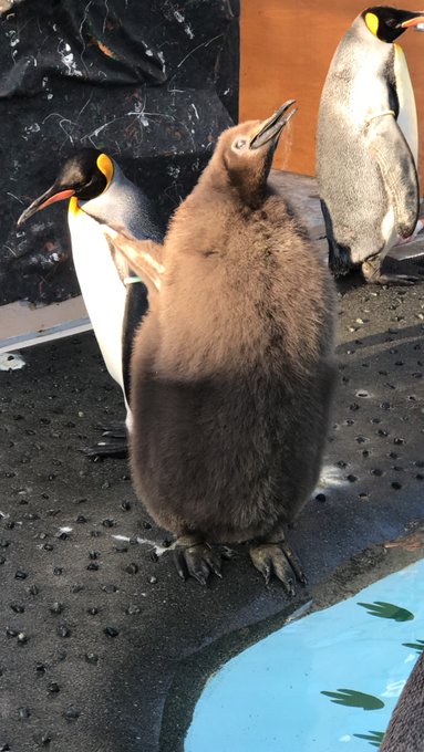 今日の写真📷😊♫#下田 #水族館 #ペンギン #オウサマ #キング #ヒナまつり #ひなまつり #メス #おんなのこ # 今日の写真📷😊♫#下田 #水族館 #ペンギン #オウサマ #キング #ヒナまつり #ひなまつり #メス #おんなのこ #
