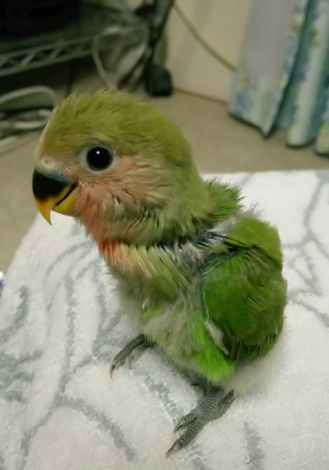 #鳥のひな祭り#ひなまつり今日はひな祭り🎎我が家のヒナまつりもみじ🐥いろは🐥つむぎ雛の頃は天使の可愛さもちろん今も可愛い #鳥のひな祭り#ひなまつり今日はひな祭り🎎我が家のヒナまつりもみじ🐥いろは🐥つむぎ雛の頃は天使の可愛さもちろん今も可愛い