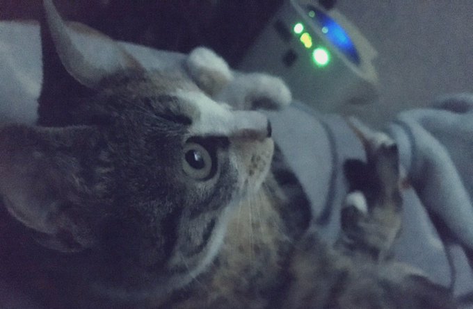 訳あって昨日のお昼から一緒に猫ちゃんと住み始めたんだけどめちゃくちゃ可愛いし昨日の天井でマクロス映してたら一生懸命機体を 訳あって昨日のお昼から一緒に猫ちゃんと住み始めたんだけどめちゃくちゃ可愛いし昨日の天井でマクロス映してたら一生懸命機体を