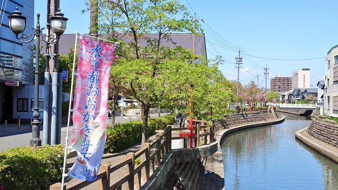 水の都でおじさんぽ🚶①🌸が咲いていたら最高だった見頃を過ぎた大垣市の水路を散策😊映画、聲の形の舞台となっていて出てくるシ 水の都でおじさんぽ🚶①🌸が咲いていたら最高だった見頃を過ぎた大垣市の水路を散策😊映画、聲の形の舞台となっていて出てくるシ