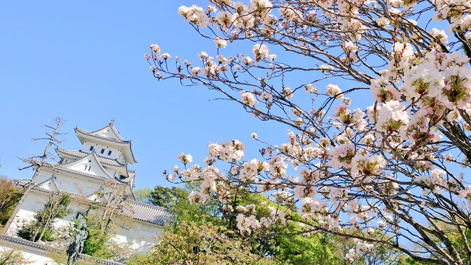 水の都でおじさんぽ🚶③散策しながら神社で参拝し大垣城🏯にも寄り道😊御城印は以前に頂いているので晴れた空に映える天守をみな 水の都でおじさんぽ🚶③散策しながら神社で参拝し大垣城🏯にも寄り道😊御城印は以前に頂いているので晴れた空に映える天守をみな
