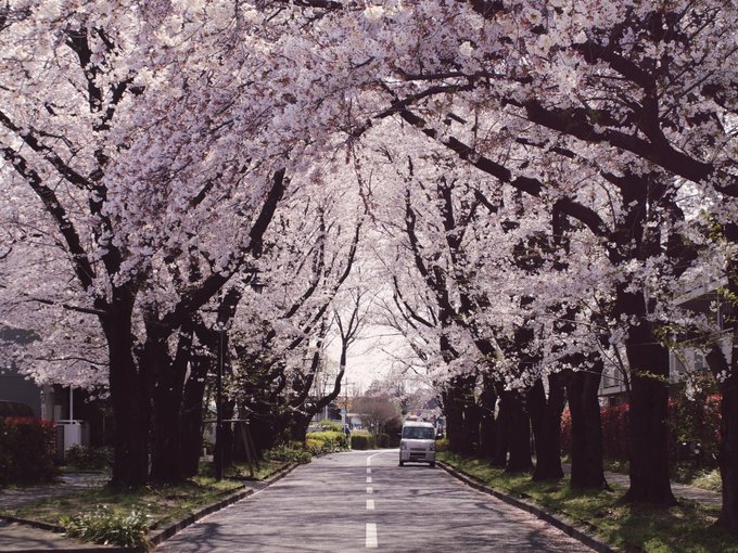 ……秒速5センチなんだって。何が?桜の花びらの落ちるスピード、秒速5センチメートル。#ファインダー越しの私の世界#pho ……秒速5センチなんだって。何が?桜の花びらの落ちるスピード、秒速5センチメートル。#ファインダー越しの私の世界#pho