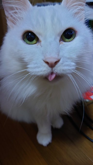 フランチェスカさん?しまい忘れてますよ? フランチェスカさん?しまい忘れてますよ?