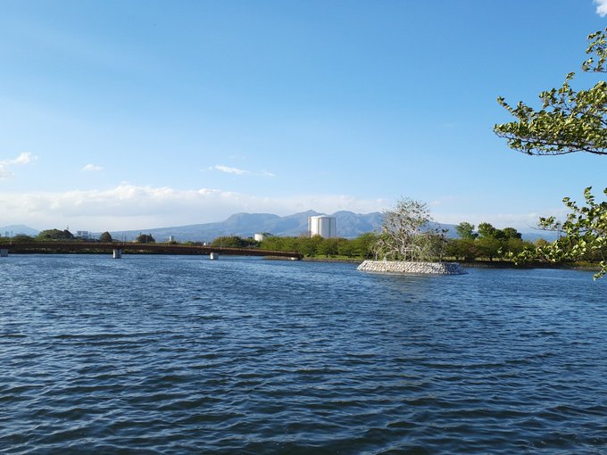 伊勢崎市の波志江沼環境ふれあい公園。今はちょうど八重桜が見頃。ツツジはこれから見頃を迎える。沼の中の島の木にはカワウのコ 伊勢崎市の波志江沼環境ふれあい公園。今はちょうど八重桜が見頃。ツツジはこれから見頃を迎える。沼の中の島の木にはカワウのコ