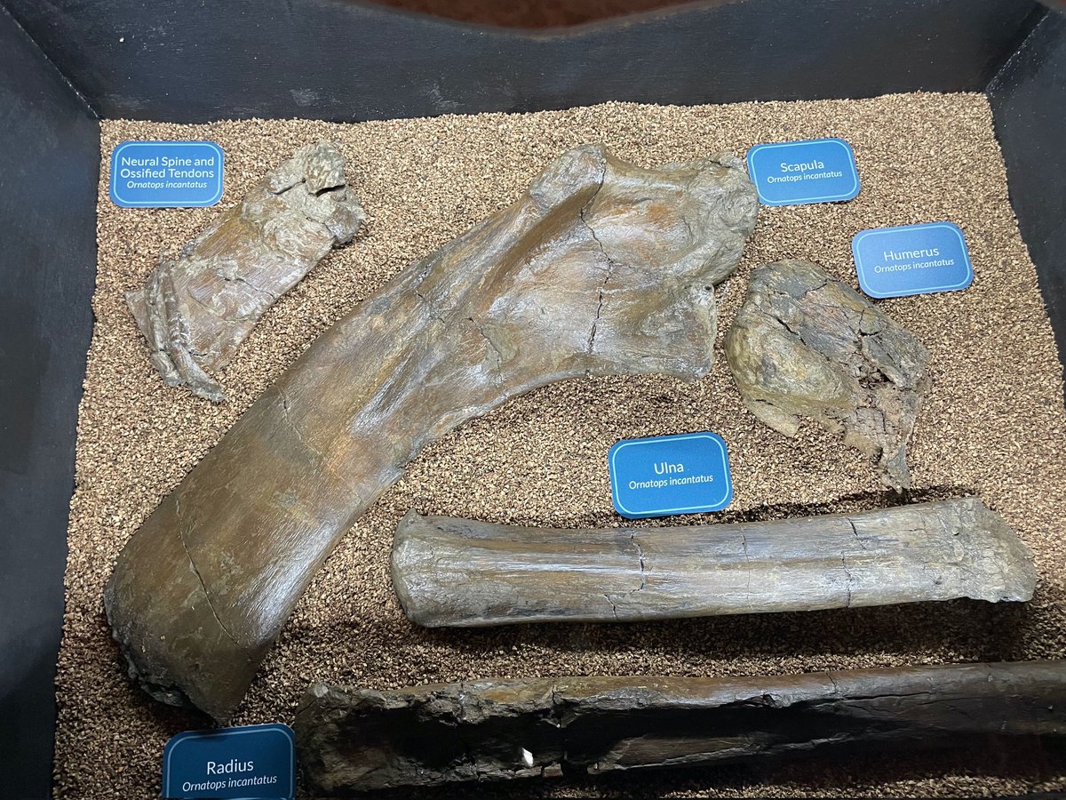 test ツイッターメディア - オルナトプス全長 7.6m～8m白亜紀後期の北アメリカ大陸に生息していた鳥脚亜目のハドロサウルス科サウロロフス亜科ブラキロフォサウルス族の恐竜。本種は、ブラキロフォサウルスと近縁で眼窩の上に短い丸いトサカがありました。学名は、｢華やかな顔｣という意味。 https://t.co/RfldqzIo2a