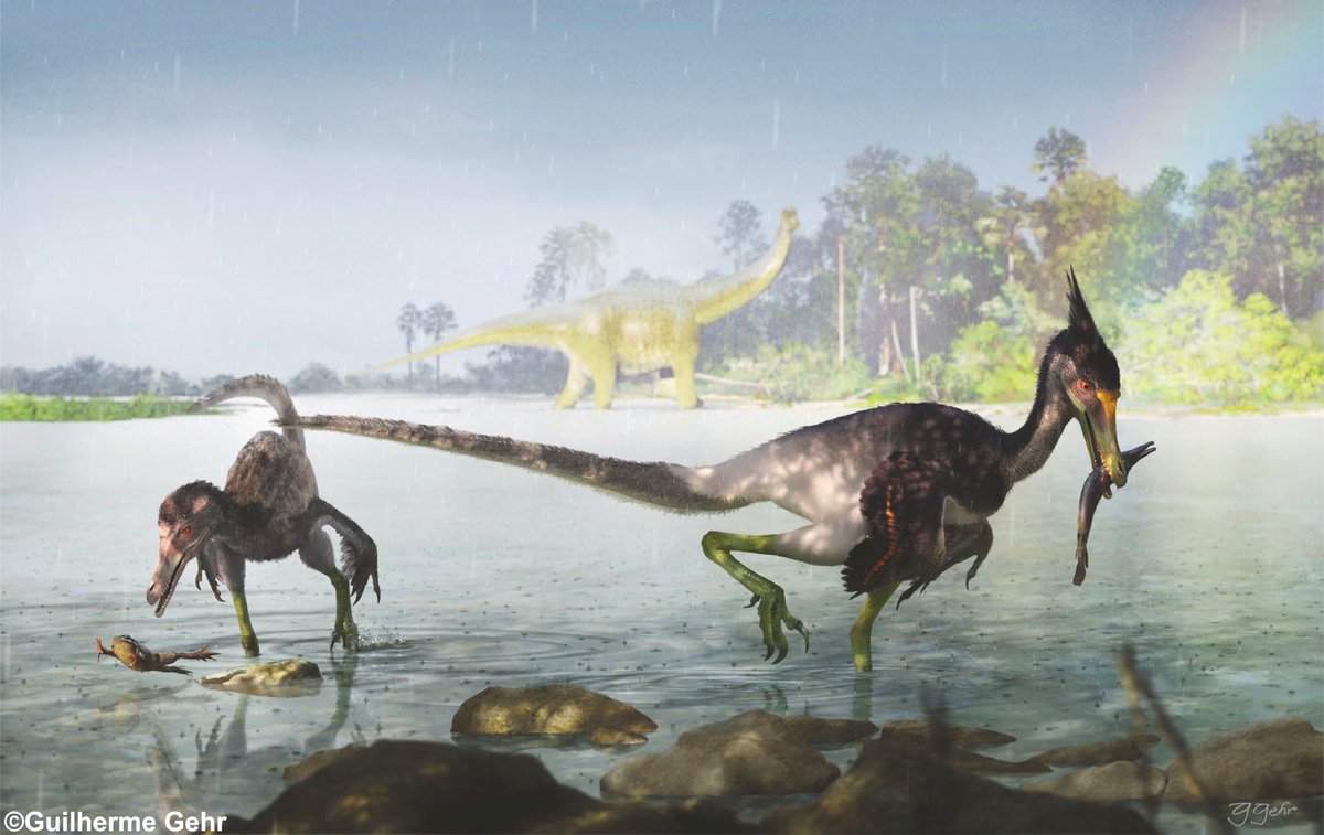 test ツイッターメディア - イプピアラ全長 2m～3m白亜紀後期の南アメリカ大陸に生息していた獣脚亜目のデイノニコサウルス類ウネンラギア科ウネンラギア亜科の恐竜。学名は、発見地のブラジルの先住民族であるトゥピ族の神話に登場する怪物に因んで｢イプピアーラ(水に棲むもの)｣と名付けられました。 https://t.co/1n2SOrf7qp