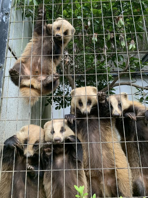 冬ごもりにむけて、ニホンアナグマたちのごはんを増量しました!!日に日に貫禄が増しているように思います。たくさん食べて、今 冬ごもりにむけて、ニホンアナグマたちのごはんを増量しました!!日に日に貫禄が増しているように思います。たくさん食べて、今