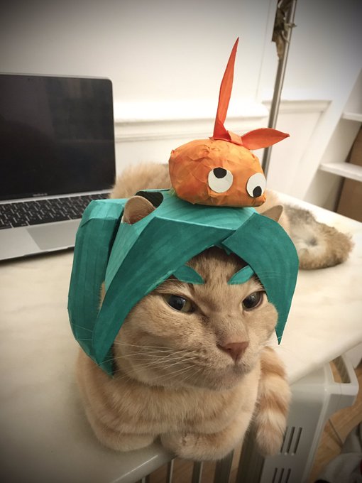 猫物語いや憑物語いえーいピースピース僕はキメ顔でそう言った#物語シリーズ#猫物語#憑物語#おののきよつぎ#斧乃木余接 # 猫物語いや憑物語いえーいピースピース僕はキメ顔でそう言った#物語シリーズ#猫物語#憑物語#おののきよつぎ#斧乃木余接 #