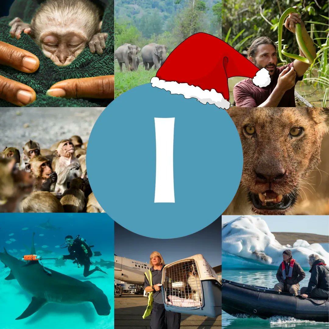 ✨🎅🏼Icons Holiday Watch List is here🎄✨  COVID got you stuck inside? Looking to escape abroad this Christmas? Icon's Holiday Watch List has got you covered!  Over the holiday season, we’ll be posting our favourite programs and helping you find them on streaming services https://t.co/j9E8uS2YKc