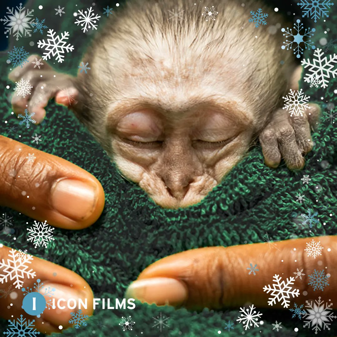 Icon's #HolidayWatchList Suggestion No.6🎄✨  #MalawiWildlifeRescue follows the country’s only wildlife rescue centre during the rainy season when the staff have their hands full with orphaned vervet monkeys and baboons  📺Available to watch on Now TV https://t.co/YTGcKH13f0