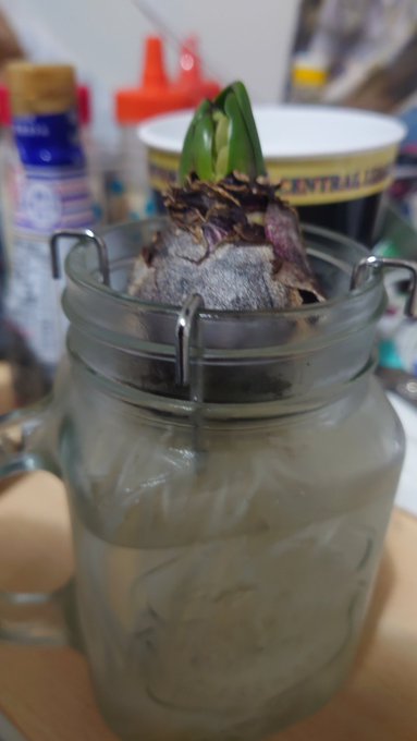 あけましておめでとうございます年を明けてる間にとんでもなく成長してました。3月には花咲くかもね春、待ってて。#ゆーくんの あけましておめでとうございます年を明けてる間にとんでもなく成長してました。3月には花咲くかもね春、待ってて。#ゆーくんの
