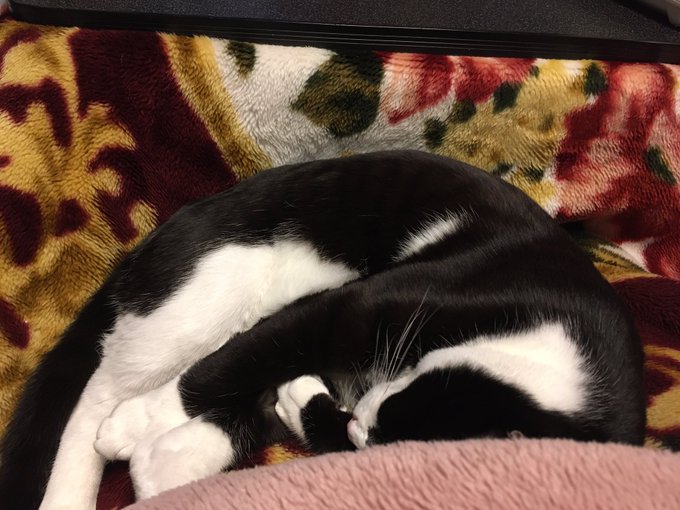 膝に乗って来て爆睡💤。たまらん可愛さ、だがしかし。トイレ、我慢。喉乾いた、我慢。足の痺れ、我慢。_(:3 」∠)_。#愛 膝に乗って来て爆睡💤。たまらん可愛さ、だがしかし。トイレ、我慢。喉乾いた、我慢。足の痺れ、我慢。_(:3 」∠)_。#愛