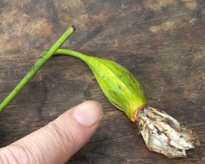 6カ月前にセルフ交配したデンドロビウム ウィリアムシアナム Dendrobium williamsianum の果実が日 6カ月前にセルフ交配したデンドロビウム ウィリアムシアナム Dendrobium williamsianum の果実が日