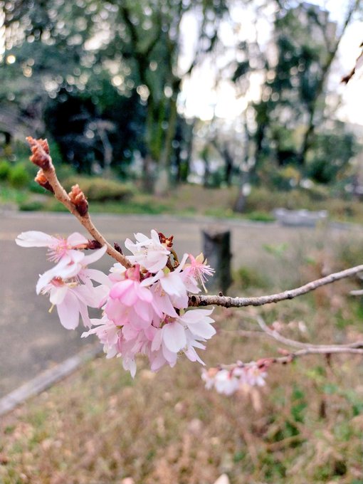 大阪市西区の靭公園は、なぜ靭(うつぼ)なのか🤔調べると歴史は面白い😀十月桜 や 青?紫?の薔薇 も咲いていました。紫の薔 大阪市西区の靭公園は、なぜ靭(うつぼ)なのか🤔調べると歴史は面白い😀十月桜 や 青?紫?の薔薇 も咲いていました。紫の薔