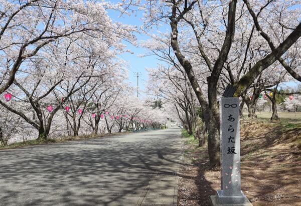 #福井県あわら市 は、競技かるたを題材にした人気漫画「#ちはやふる」に登場する、千早と太一が新と再会した桜並木のモデルと #福井県あわら市 は、競技かるたを題材にした人気漫画「#ちはやふる」に登場する、千早と太一が新と再会した桜並木のモデルと