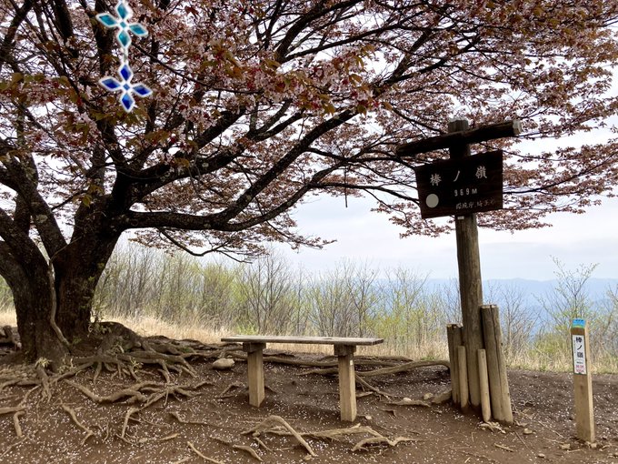 元々ヤマノススメという作品の聖地なんですが、今期ラストということで、ラミィさんの雪の結晶と共に、山頂に咲く山桜を見に標高