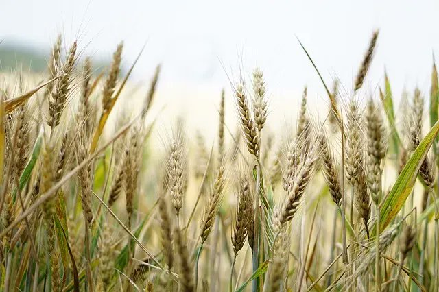 test Twitter Media - Genome-wide breeding to curtail wheat blast https://t.co/bi0zBvHWxF via @cimmyt #planthealth https://t.co/lA34ljvjGl