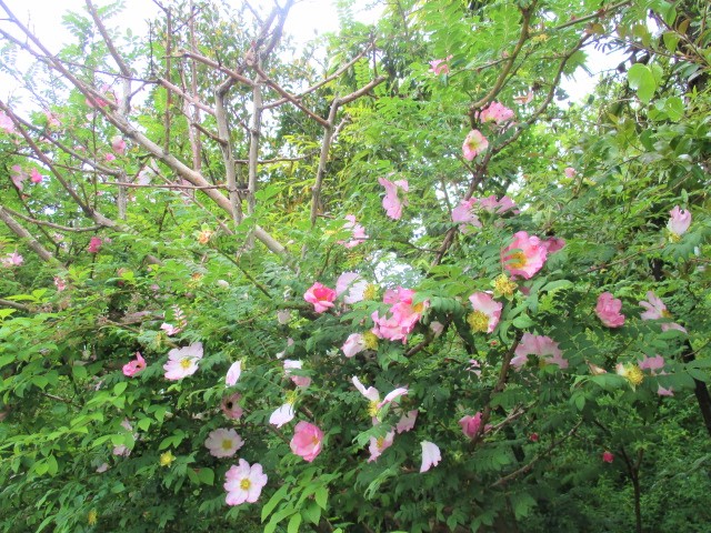 test ツイッターメディア - いつの間にか山椒薔薇が咲いていた😊
可愛いのだけど花びらが落ちているから、雨の中せっせと掃いてきたよ。
ちょっと疲れたから、10時に京ばあむと珈琲。
京都に行くとつい買ってしまうのよね～✨ https://t.co/8FxUfI9DKt