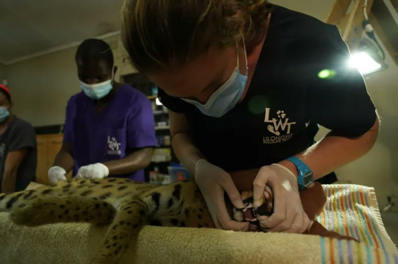 In #MalawiWildlifeRescue this week  Two orphaned Serval Cats, Ginger and Pucho, need health checks before they can be released back into their native habitat at Majete Wildlife Reserve   📺  Catch ep 4 on Sky Nature at 7pm, 8th May  #bigcats #africa #servalcats #animalrehab https://t.co/guMNLtMrYq