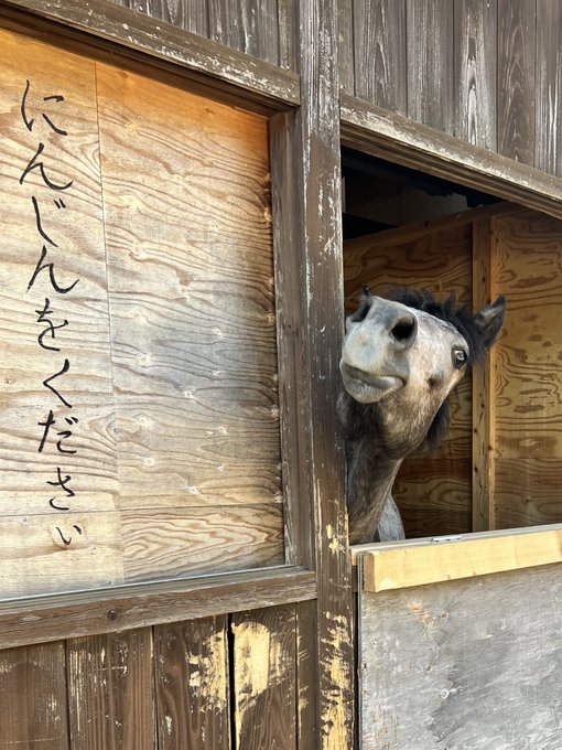 伊勢忍者キングダム🥷🐴 伊勢忍者キングダム🥷🐴