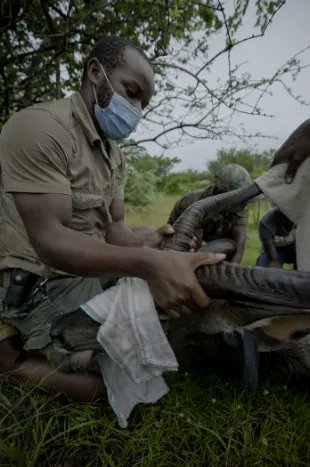 This week on #MalawiWildlifeRescue  The team head to the far north of Malawi to put a collar on a Roan antelope, but they’re too close for comfort when the anaesthetic doesn’t take full effect...  📺  FINAL EPISODE out on Sky Nature at 7pm, Sunday 22nd May https://t.co/MJwPODqMgf