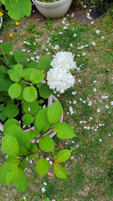 おはようございま~す😍昨日の『バカボンのパパなのだ~』見てくれてありがとう🍀笑うって大切だけど笑えたかな⁉️ 今日は花び おはようございま~す😍昨日の『バカボンのパパなのだ~』見てくれてありがとう🍀笑うって大切だけど笑えたかな⁉️ 今日は花び