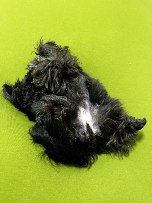 ベルままから送られてきた…ヨギボーにダイブしてずっと睡眠💤犬さえもダメにしてしまうとは恐ろしい…😱笑笑1枚目はもはやベル ベルままから送られてきた…ヨギボーにダイブしてずっと睡眠💤犬さえもダメにしてしまうとは恐ろしい…😱笑笑1枚目はもはやベル