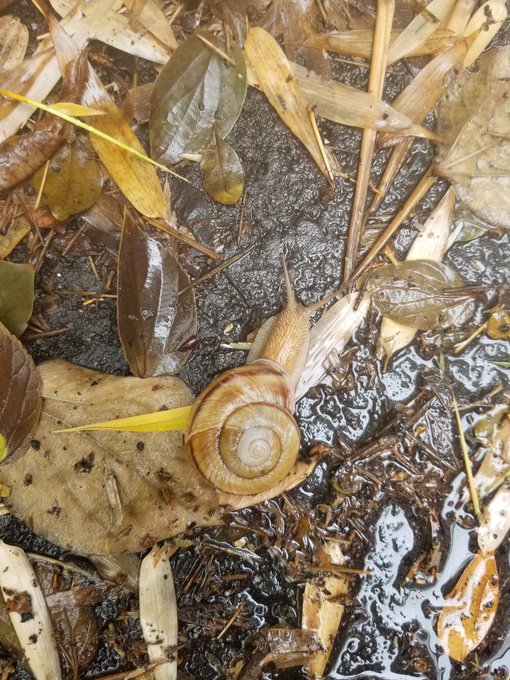 あいまいみーまいんまいまい🐌 あいまいみーまいんまいまい🐌