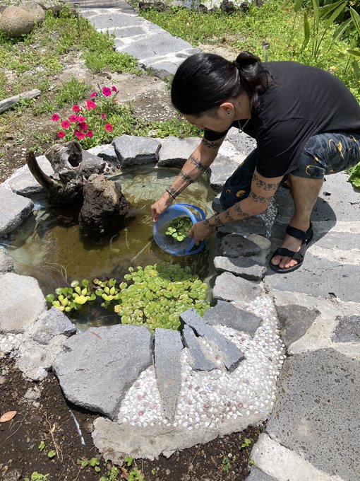 庭に作った池(命名森池エブリン)に、サラマンダーと水草を放流する番頭さん😊#八丈島 #離島 #島 #島旅 #伊豆諸島 # 庭に作った池(命名森池エブリン)に、サラマンダーと水草を放流する番頭さん😊#八丈島 #離島 #島 #島旅 #伊豆諸島 #