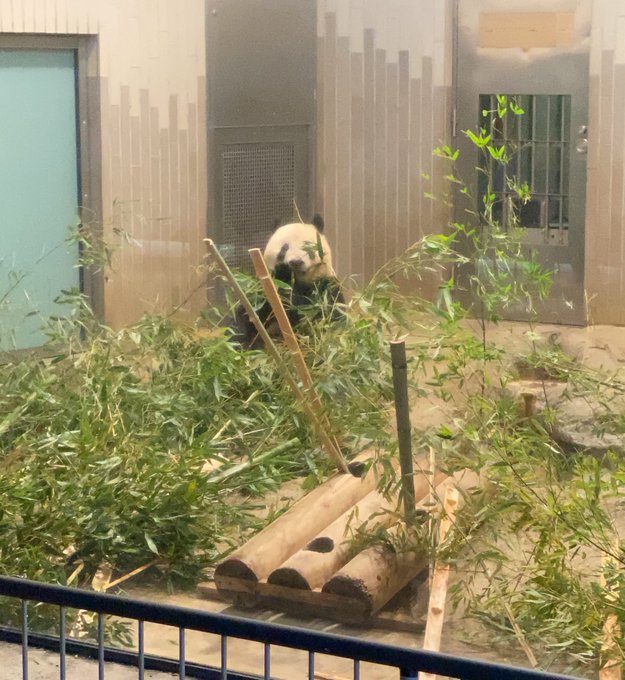 シャンシャン5歳おめでとう🐼💞💞この写真は前回行った時の写真だから多分3歳☺️☺️高校生の時、初めて上野動物園でパンダ(