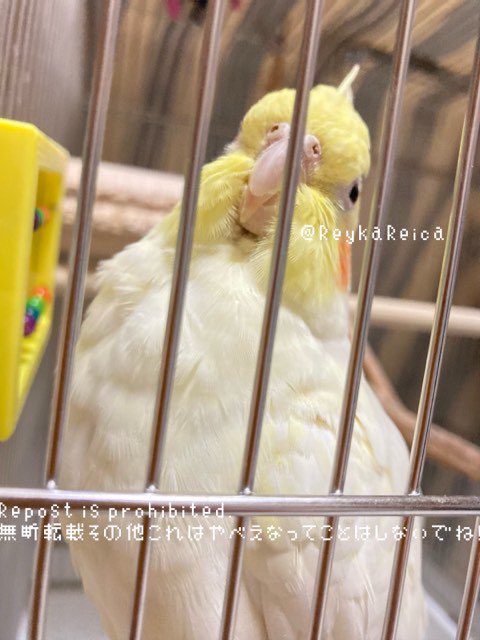 ひさかたの とさか のどけき はるのひにしずごころなく はねの ちるらん ひさかたの とさか のどけき はるのひにしずごころなく はねの ちるらん