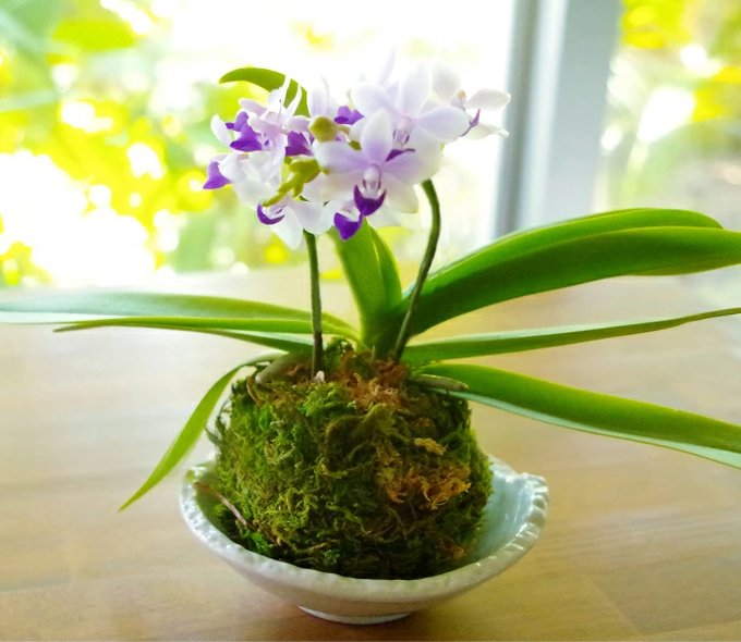 蘭丸 青い胡蝶蘭「紫式部」苔玉🍀当店人気No1 花咲く苗の紫式部を苔玉にしました 😊#orchid #青い花 #蘭 #花 蘭丸 青い胡蝶蘭「紫式部」苔玉🍀当店人気No1 花咲く苗の紫式部を苔玉にしました 😊#orchid #青い花 #蘭 #花