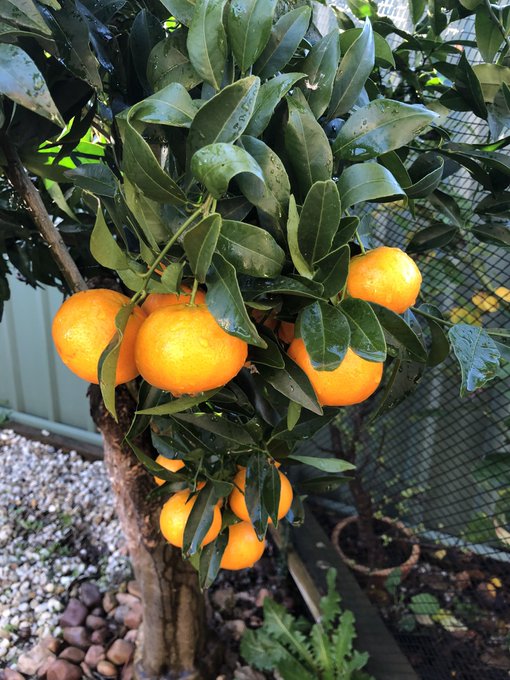 収穫間近✨ 🍊もう少し#みかん #庭 #植物 #フルーツ #果物 #ビタミン #美味しくなれ #fruits #citr 収穫間近✨ 🍊もう少し#みかん #庭 #植物 #フルーツ #果物 #ビタミン #美味しくなれ #fruits #citr