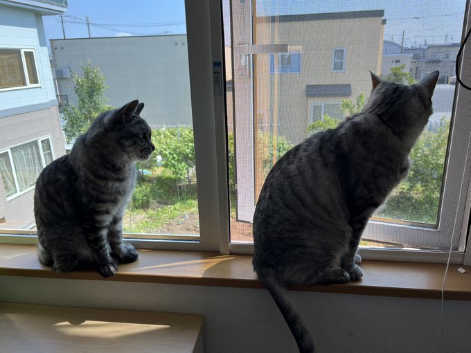 こんにちはー!最近、お隣の畑だったところにモンシロチョウが大量発生しております。そのおかげで猫達が自分の部屋に来るように こんにちはー!最近、お隣の畑だったところにモンシロチョウが大量発生しております。そのおかげで猫達が自分の部屋に来るように