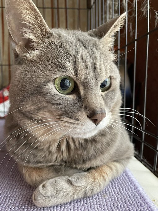 子猫時代はないよ老猫の現在w12歳だよ #これ見た人は子猫の成長した画像貼れ 子猫時代はないよ老猫の現在w12歳だよ #これ見た人は子猫の成長した画像貼れ