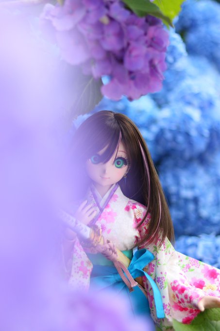 【伽耶院紫陽花撮影会①】去年残念だった伽耶院の紫陽花も今年は下の方まで綺麗に咲いておりました。#剣客小町#花王丸#銘犬吉 【伽耶院紫陽花撮影会①】去年残念だった伽耶院の紫陽花も今年は下の方まで綺麗に咲いておりました。#剣客小町#花王丸#銘犬吉