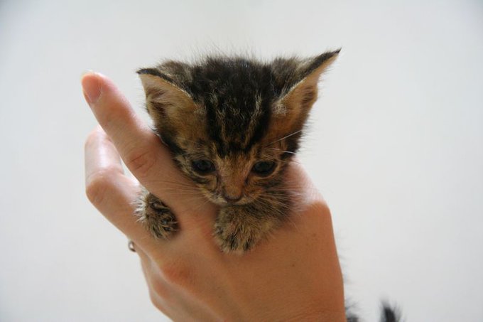 今年で12歳 #これ見た人は子猫の成長した画像貼れ 今年で12歳 #これ見た人は子猫の成長した画像貼れ
