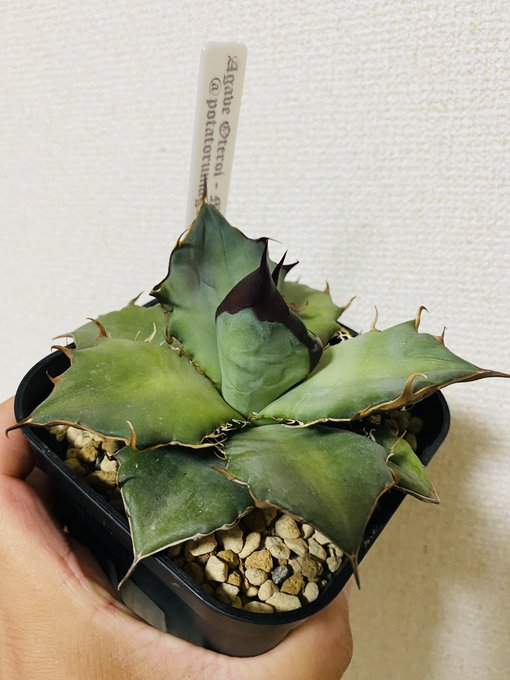 だがしかし、アガベも忘れていません。これは超絶期待しているオアハカオテロイ今はダラシない姿してるけど🤣w だがしかし、アガベも忘れていません。これは超絶期待しているオアハカオテロイ今はダラシない姿してるけど🤣w
