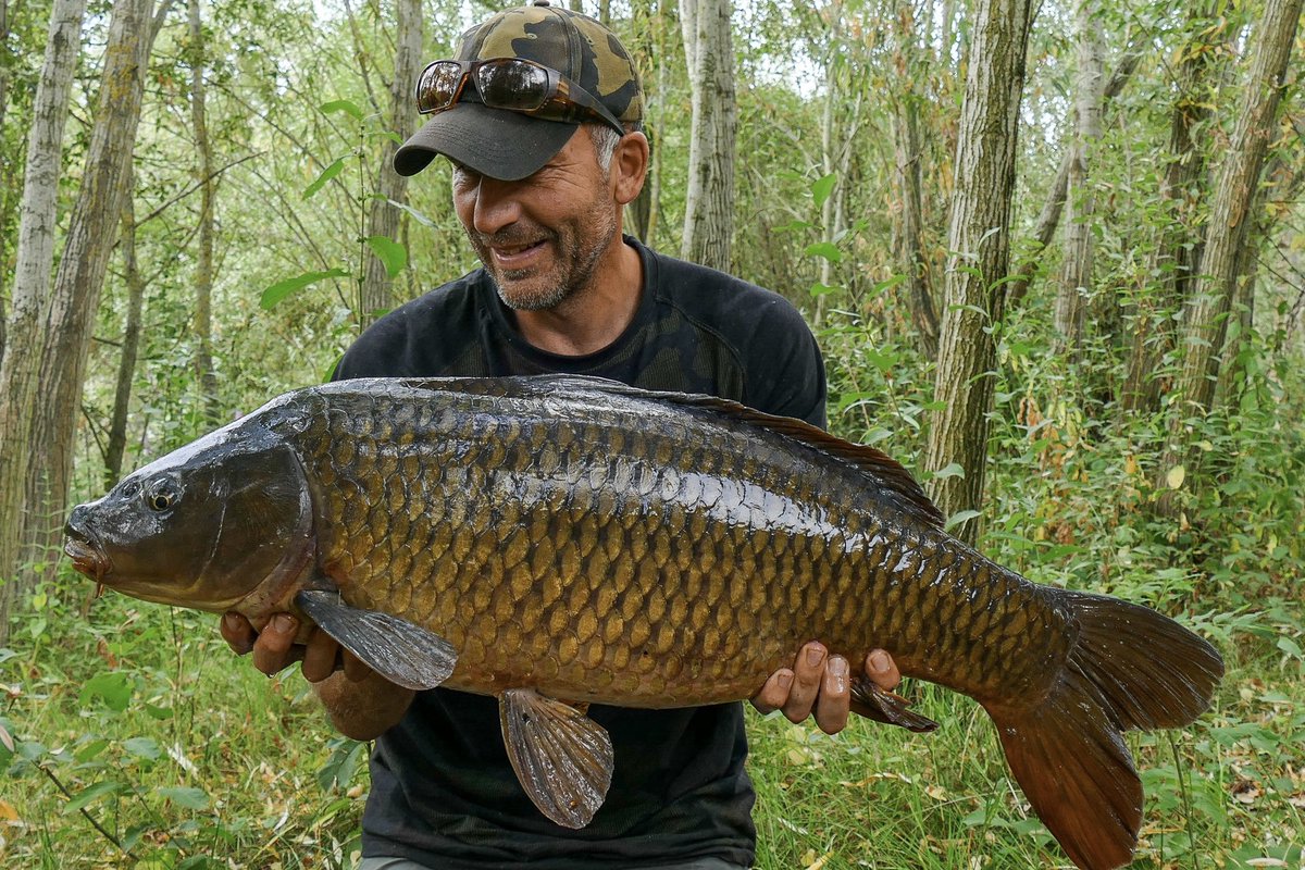 A classic-looking common from down in Reading caught on the Bug & Armorok hooks 🙌 #carpfishin