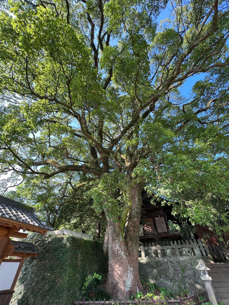 test ツイッターメディア - その後、相方の「咲-Saki-」背景の探訪で佐賀県小城市へ。
自分は全部は撮影してないので、1ヶ所だけ小城公園の写真を。
羊羹で有名な街なので、和の雰囲気で素敵な所ですね。あと巨木が立派だったので、これもパシャリと。 https://t.co/c3eLkXNuWR